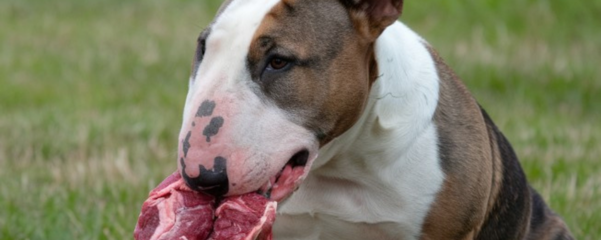 bull terrier