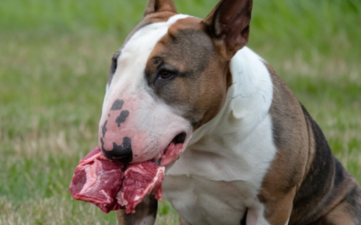 bull terrier